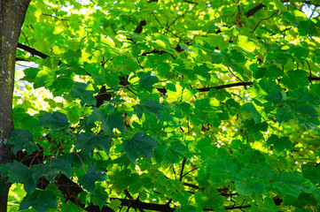 Fototapeta na wymiar Closeup beautiful green maple leaves with sunshade in autumn season background.