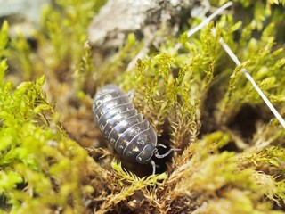 オカダンゴムシのアップ