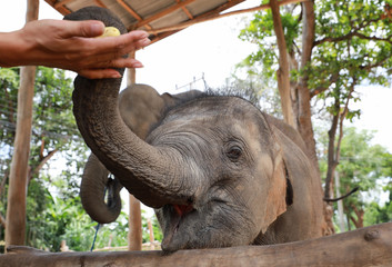Woman feeding baby elephant with bananas, elephant village, Surin, Thailand