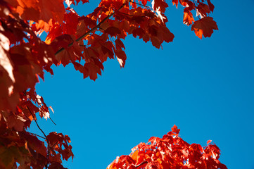 Gorgeous red maple leaves with clear blue sky background in autumn season New Zealand.