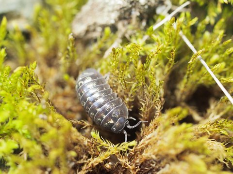 オカダンゴムシのアップ