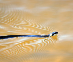 snake floating in the lake