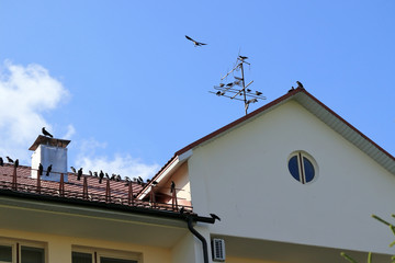 Fototapeta na wymiar crows are circling around the house