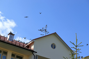 crows are circling around the house