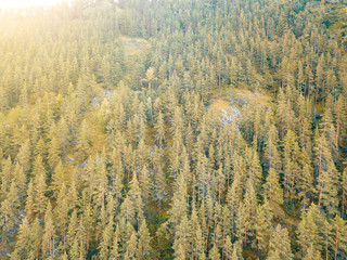 Aerial view of coniferous forest in the Altai mountains with yellow fir trees on a indian summer day. Freshness and naturalness of nature.