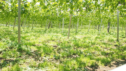 Fototapeta na wymiar 収穫前のブドウ畑、日本