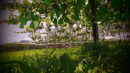 収穫前のブドウ畑、日本