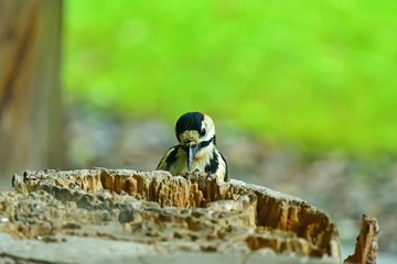 庭先に遊びに来たアカゲラの超アップ写真