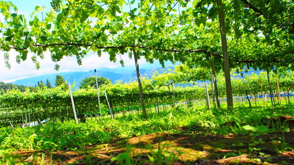 収穫前のブドウ畑、日本