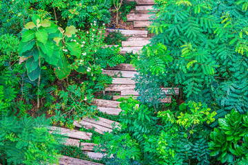 Tropical forsest with recycled wooden railway sleepers used to make the pathway in green garden, Top view.