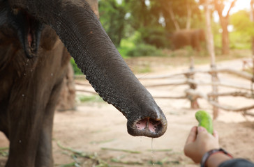Feeding elephant by hand to trunk