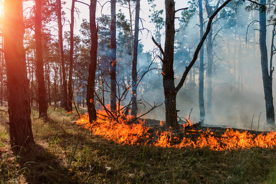 Forest fire. Burned trees after forest fires and lots of smoke.
