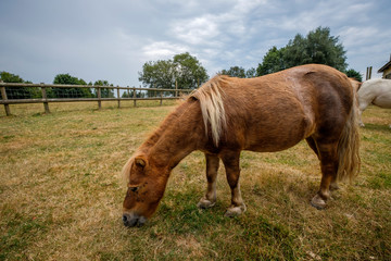 Shetland pony curious about camera being cute in Southern England