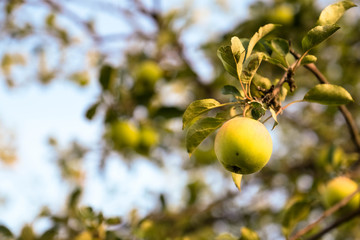 Branch with one apple in the closeup