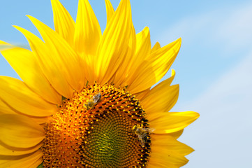 bright sunflowers on a large field on a sunny day