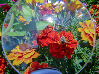 Bumblebee and flowers Tagetes.  View through a magnifying glass. Sun glare.