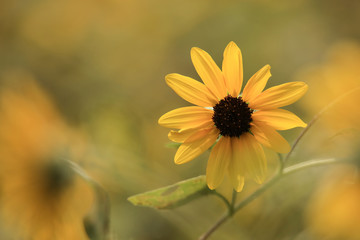 サンフィニティー　ひまわり