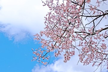 Blooming pink sakura flowers fully fill up branches with blue sky as background.