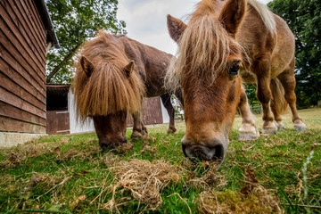 Shetland pony curious about camera being cute in Southern England