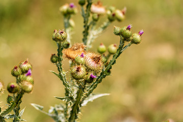 Macro photography of thistle flowers and buds in Italian Alps, Monte Baldo, Veneto, Italy, Europe