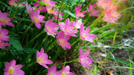 pink flowers in the garden