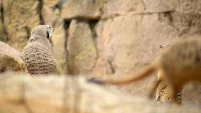 A lonely Meerkat or Suricate (Suricata suricatta) standing on a rock watchful