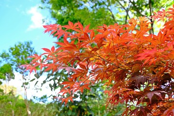 Bush of red maple leaves having big green trees and blight blue sky at the background.