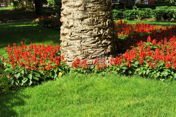Detail of a garden with red flowers, grass and the beginning of a large palm tree trunk