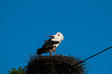 Stork birds on the nest on a beautiful day on the blue sky background