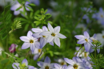 お花畑　ハナニラ