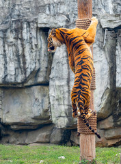 Fototapeta na wymiar Bengal tiger in Shanghai Safari Park