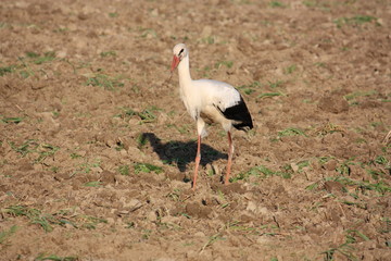 Weißstorch auf dem Feld