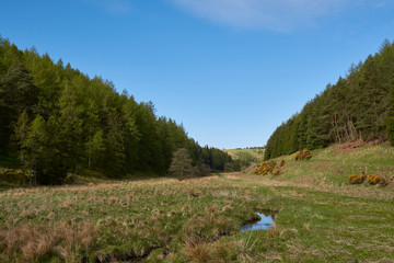 Looking down the Quharity Valley with the small burn flowing over the flat Valley floor, and Pine Trees covering the Hillside. Angus, Scotland.