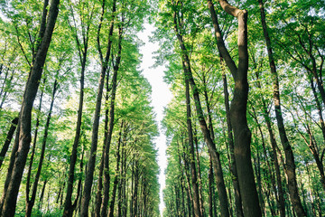 Fototapeta na wymiar Summer Garden green forest in Saint Petersburg, Russia