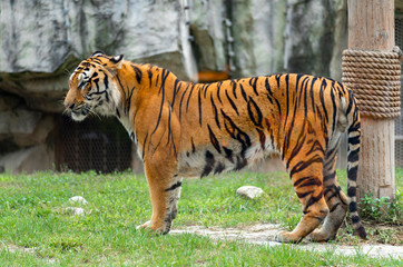 Bengal tiger in Shanghai Safari Park