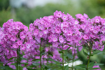 Flowers of lilac flox, summer in the garden.