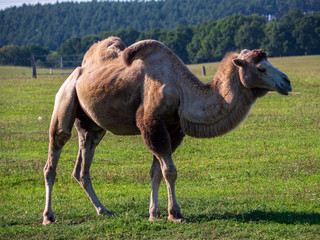 Kamel auf einer Weide in Mecklenburg