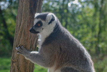 Ring-tailed lemur with tree