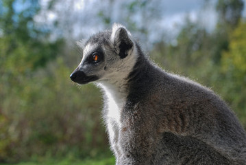 Naklejka na ściany i meble Ring-tailed lemur (Lemur catta) Alone 2
