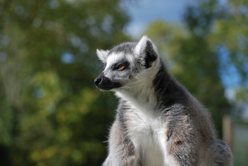 Naklejka na ściany i meble Ring-tailed lemur (Lemur catta) Jugde