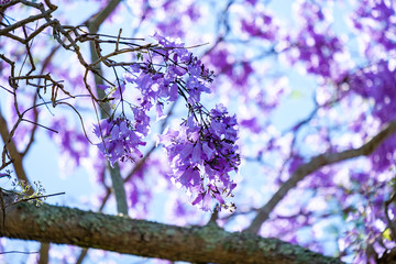 Macro closeup of jacaranda festival in Grafton during jacaranda festival, Australia