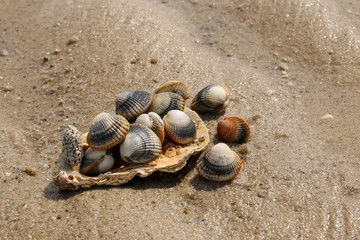 Common cockles on the sand - edible saltwater clam