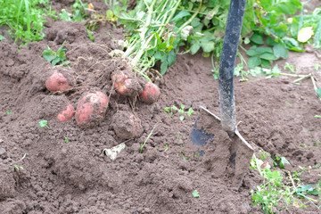 Freshly dug potato tubers with a bot and a shovel lie on the ground.
