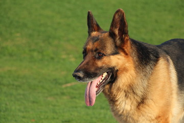portrait of german shepherd