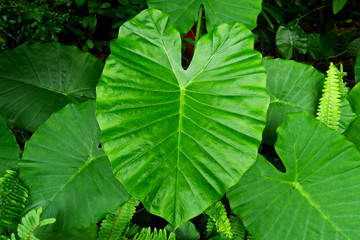 Closeup Photo of Tropical Green Leaves