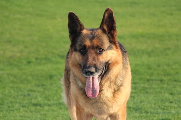 german shepherd dog on the grass