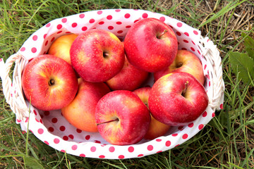 apples in a white basket on the grass