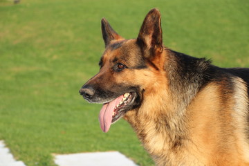 german shepherd dog