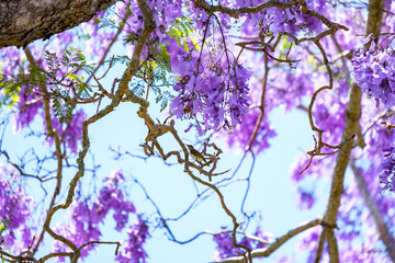 Willy wag tail in Jacaranda tree blossoming during Grafton Jacaranda festival