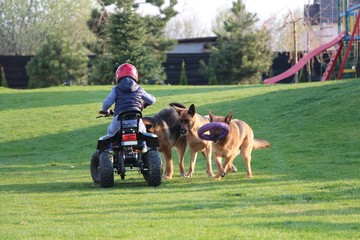 the boy is riding a quad bike. dogs walk in the park on the grass